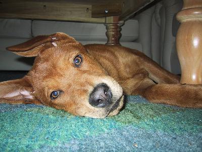 removing vomit odor from carpet