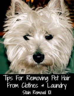 Tips For Removing Pet Hair From Clothes &amp; Laundry