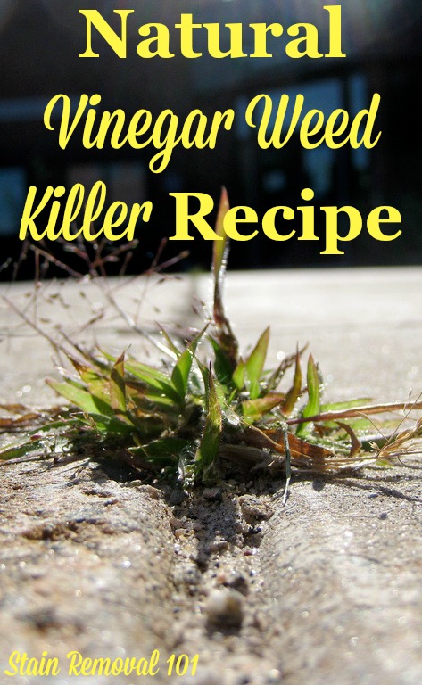 Natural vinegar weed killer recipe for use on isolated weeds such as those in cracks or on the edge of the driveway {on Stain Removal 101} #VinegarWeedKiller #WeedKillerRecipe #NaturalWeedKiller