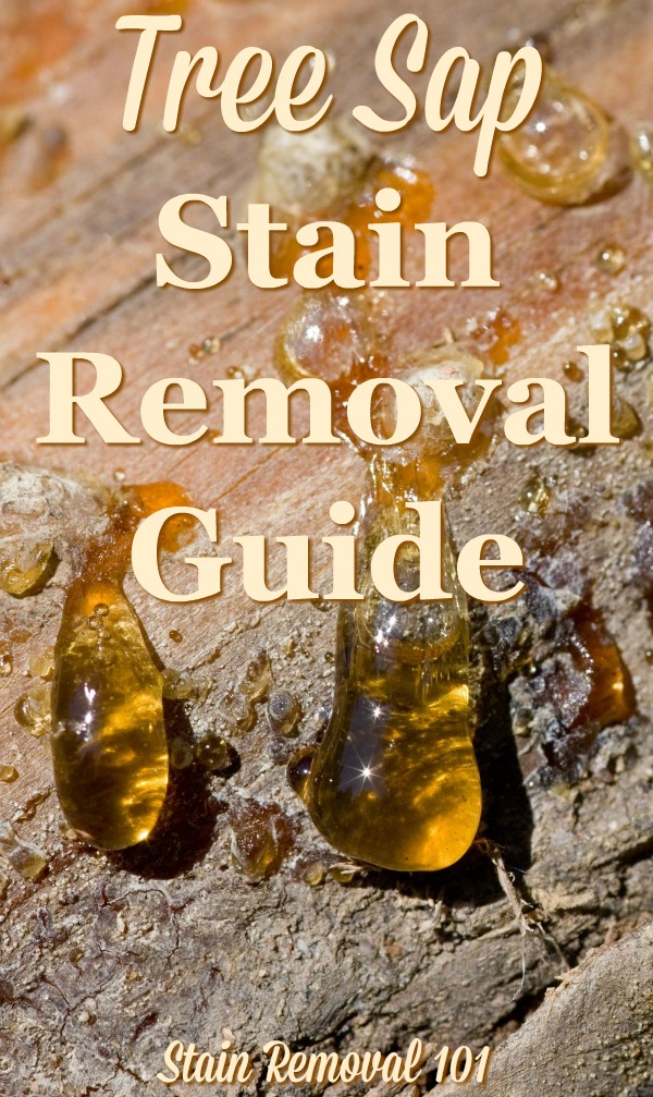 Tree sap stain removal guide, with step by step instructions, for clothing, upholstery, carpet, plus hard surfaces like your car {on Stain Removal 101} #TreeSapStainRemoval #SapStainRemoval #TreeSapRemoval