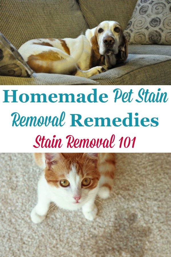 Here is a round up of homemade pet stain removal remedies and recipes that will help you clean up pet stains easily, with items you've already got around your home {on Stain Removal 101} #HomemadeStainRemoval #PetStains #HomemadeRemedies