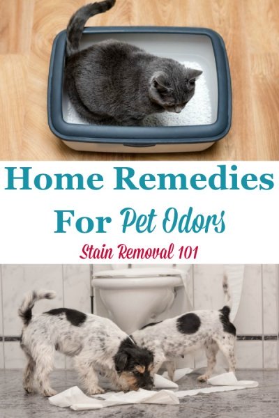 Here is a round up of tips and home remedies for pet odors, to enjoy your pets without the stink {on Stain Removal 101} #PetOdorRemedies #RemovePetOdors #PetOdorRemoval