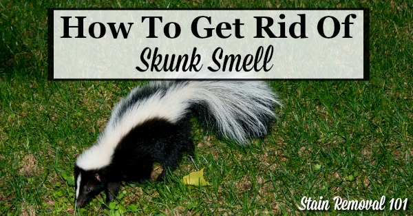 Here are home remedies and homemade recipes, as well as reviews of commercially available products, for how to get rid of skunk smell from your skin, your pets, including dogs and cats, and more when these animals spray {on Stain Removal 101}