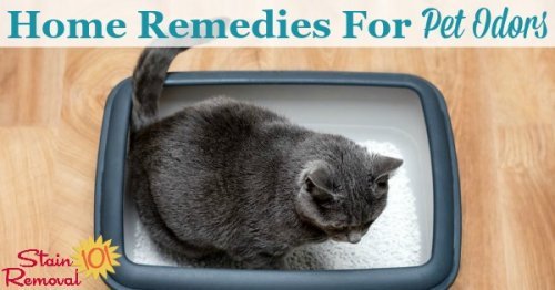 Here is a round up of tips and home remedies for pet odors, to enjoy your pets without the stink {on Stain Removal 101}