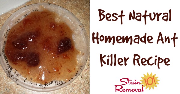 best natural homemade ant killer recipe