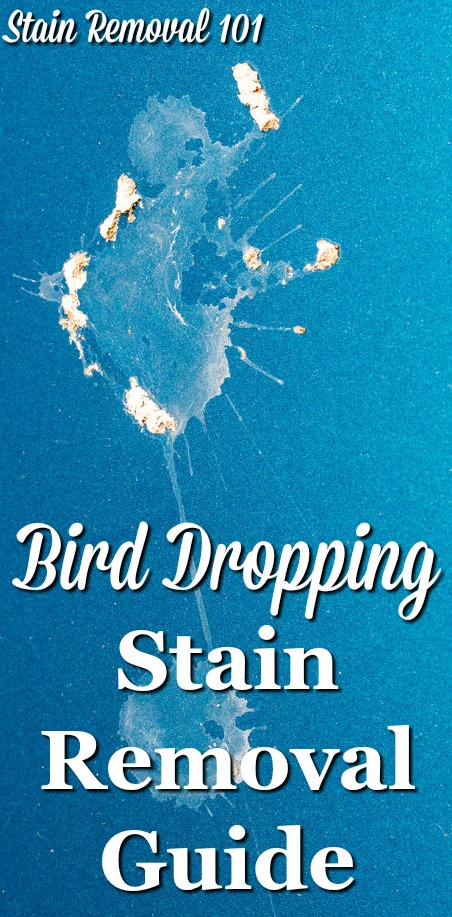 Bird Dropping Stain Removal Guide What To Do After You Say Yuck