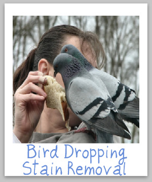 Bird Dropping Stain Removal Guide What To Do After You Say Yuck
