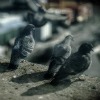 pigeons on a ledge
