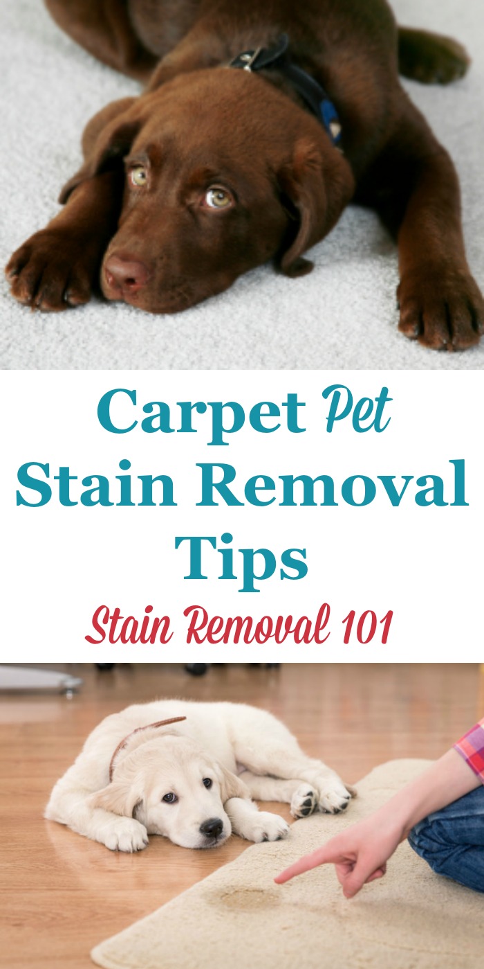 Here is a round up of carpet pet stain removal tips to clean up your carpet after a pet accident. This includes do it yourself and home remedies as well as reviews of various cleaning and stain removal products {on Stain Removal 101} #StainRemoval #PetStains #CarpetStains