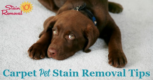 Here is a round up of carpet pet stain removal tips to clean up your carpet after a pet accident. This includes do it yourself and home remedies as well as reviews of various cleaning and stain removal products {on Stain Removal 101} #StainRemoval #PetStains #CarpetStains