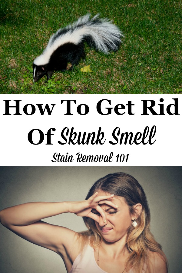 Here are home remedies and homemade recipes, as well as reviews of commercially available products, for how to get rid of skunk smell from your skin, your pets, including dogs and cats, and more when these animals spray {on Stain Removal 101} #SkunkSmellRemoval #SkunkOdorRemoval #SkunkOdorRemover
