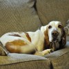 dog on couch