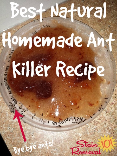 Best Natural Homemade Ant Recipe - Borax Ant Bait Diy