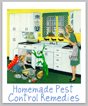 homemade pest control