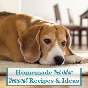 homemade pet odor removal recipes and instructions