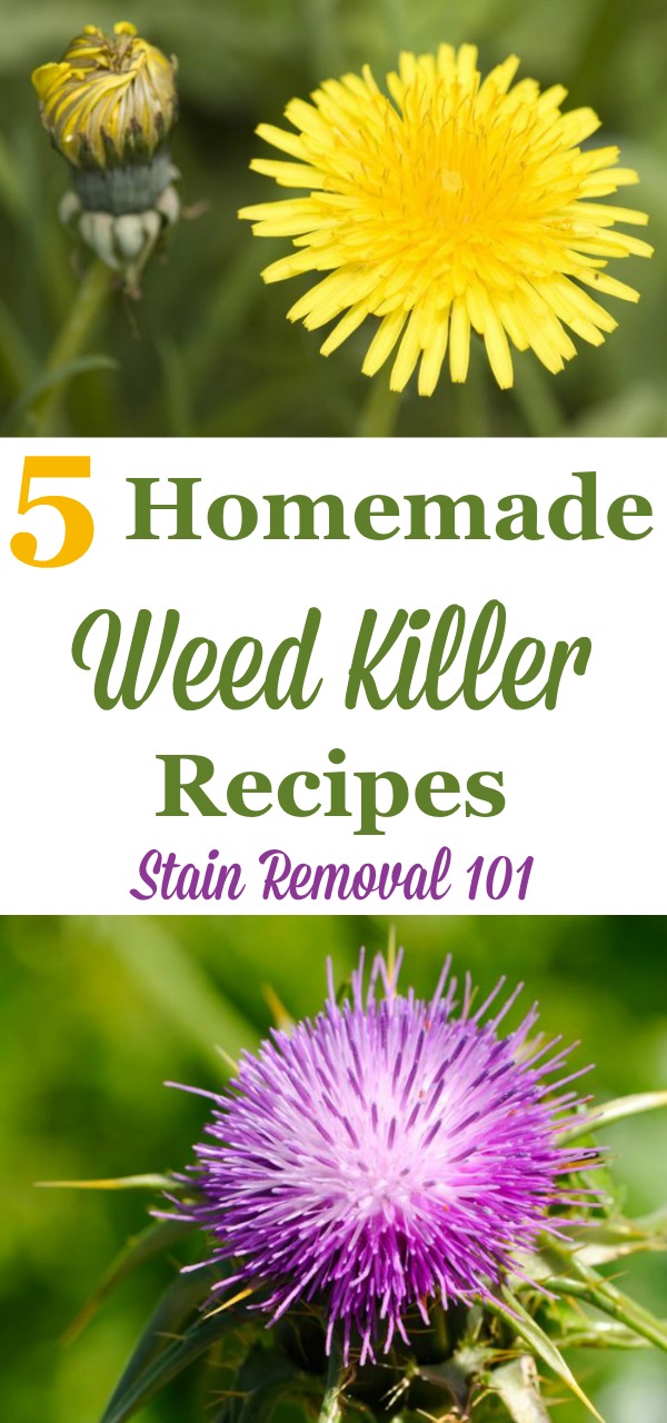 5 homemade weed killer recipes that you can use for isolated weeds to kill them easily, quickly and cheaply {on Stain Removal 101}