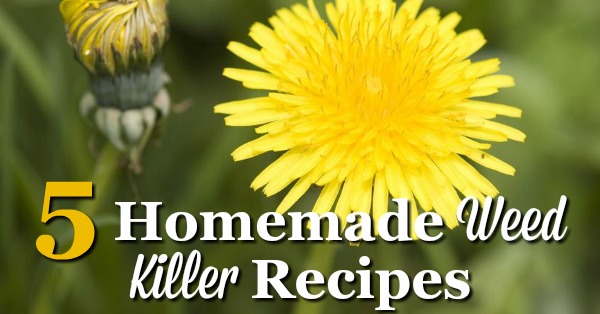 5 homemade weed killer recipes that you can use for isolated weeds to kill them easily, quickly and cheaply {on Stain Removal 101}