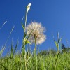 homemade weed killers recipes
