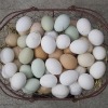 basket of eggs