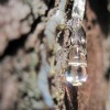 tree sap