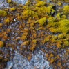 moss on concrete