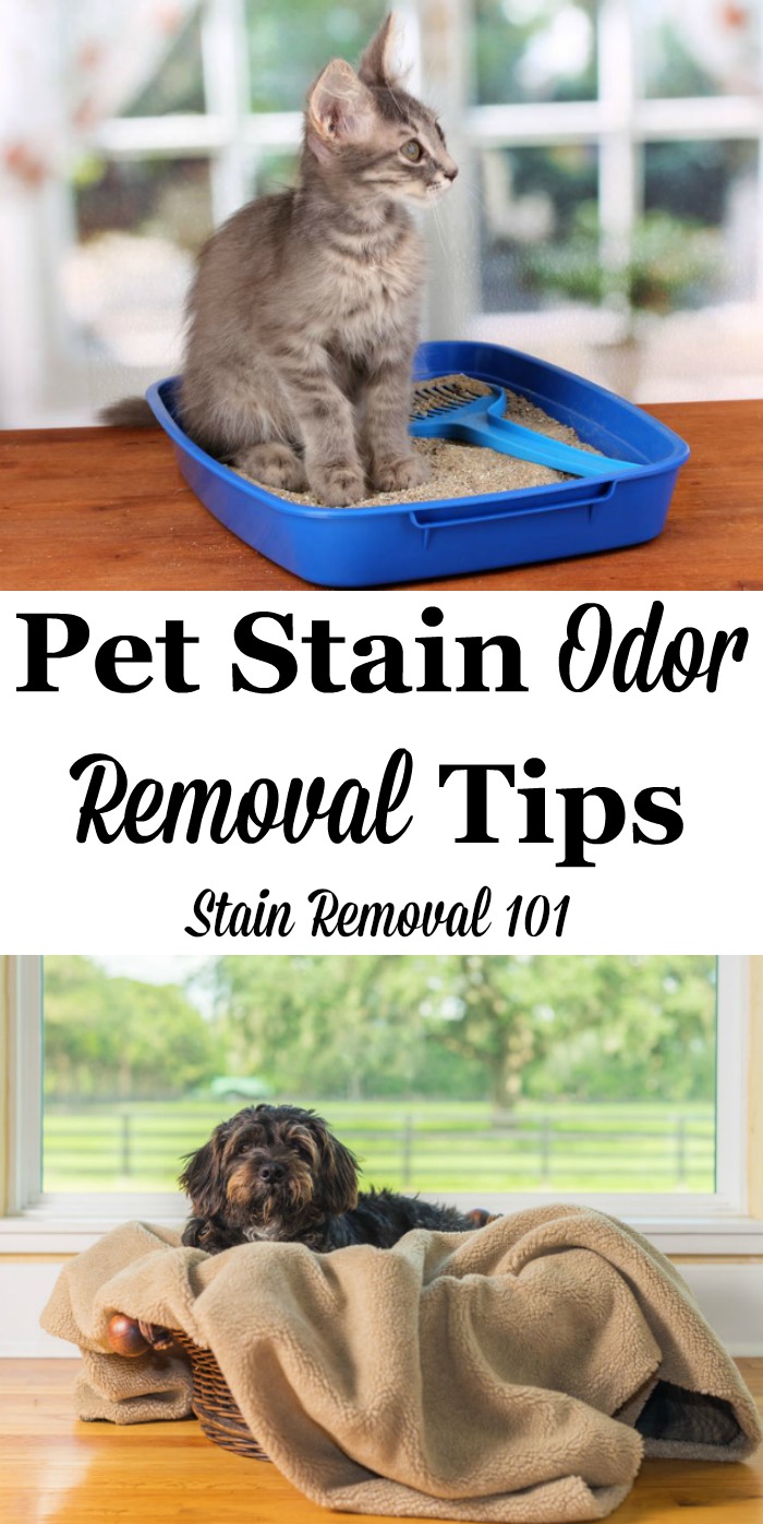 Here is a round up of tips for pet stain odor removal, for removing odors and smells caused by you cats, dogs and other pets from your home, plus a review of some pet odor remover products {on Stain Removal 101} #StainRemoval #OdorRemoval #PetStains