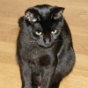 cat on hardwood floor