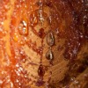 tree sap