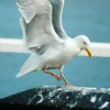 sea gull droppings