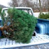 christmas tree in back of truck