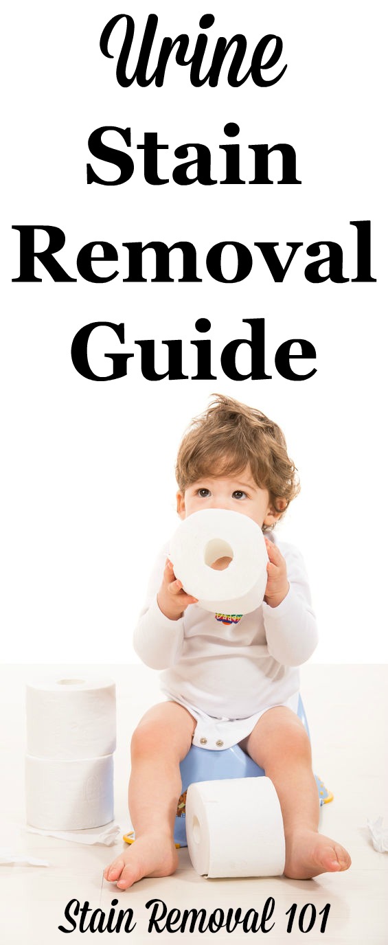 Urine Stain Removal Guide