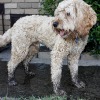 muddy dog paws
