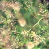 using vinegar as a natural weed killer