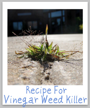Instructions for using vinegar as a weed killer for isolated weeds such as those in cracks or on the edge of the driveway {on Stain Removal 101}