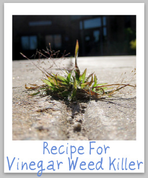 Natural Vinegar Weed Killer Recipe {Simple &amp; Frugal}