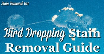 Bird dropping stain removal guide