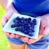 girl holding blueberries