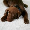 dog on carpet