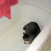 cat in bathtub