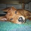 dog laying on carpet