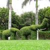 grass topiary
