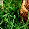 basket in the grass