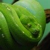 green snake