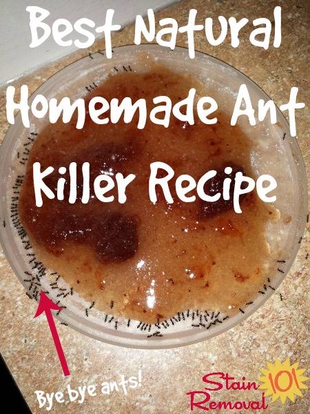 Best Natural Homemade Ant Recipe - Ant Trap Diy Borax