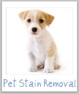 pet stain removal guide