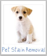 pet stain removal