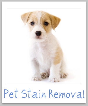 Pet stain removal guide with step by step instructions for clothes, upholstery, and carpet {on Stain Removal 101}