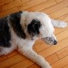 dog on wood floor