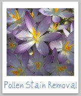 stain removal pollen