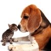 dog and kitten